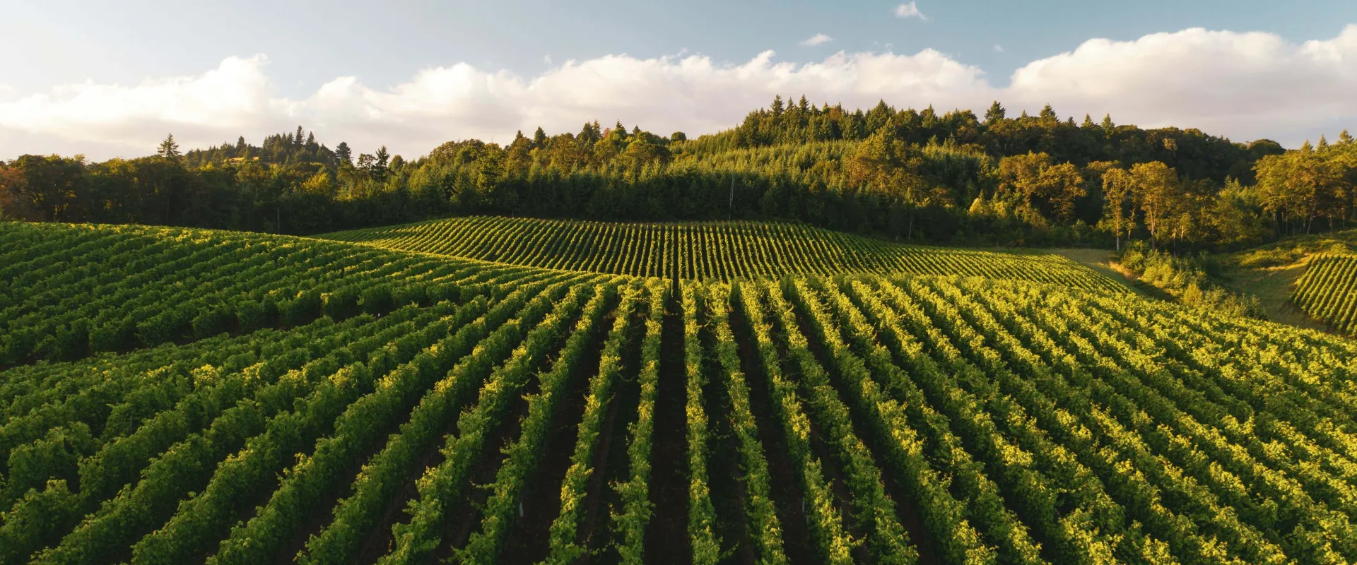 [PROGRAMME] Luxury Gastronomy & Wine Management_1